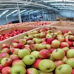 Хранилище фруктов, хранить яблоки, холодильная камера
